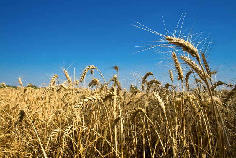 Golden wheat field stock photo
