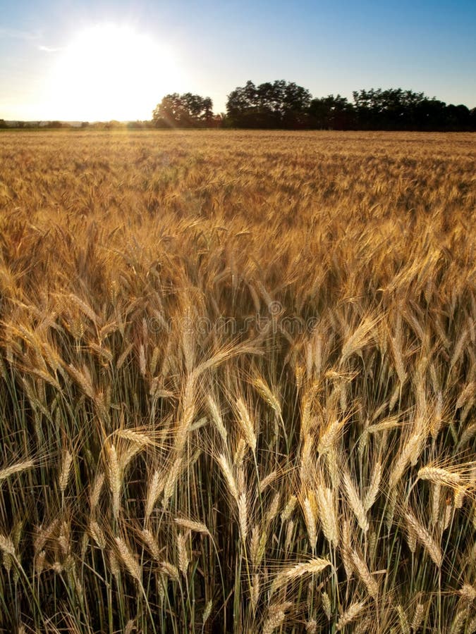 Golden wheat field royalty free stock photos