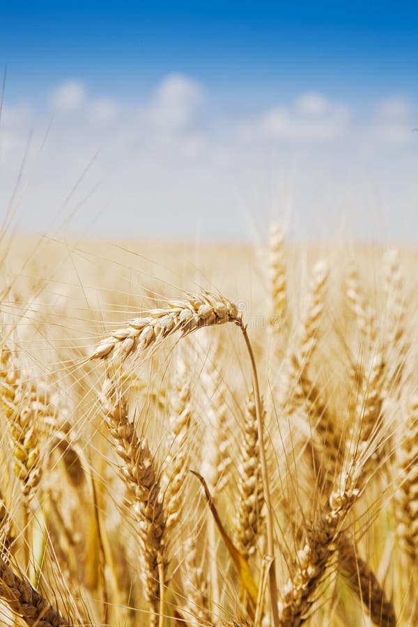 Golden wheat field against a blue sky