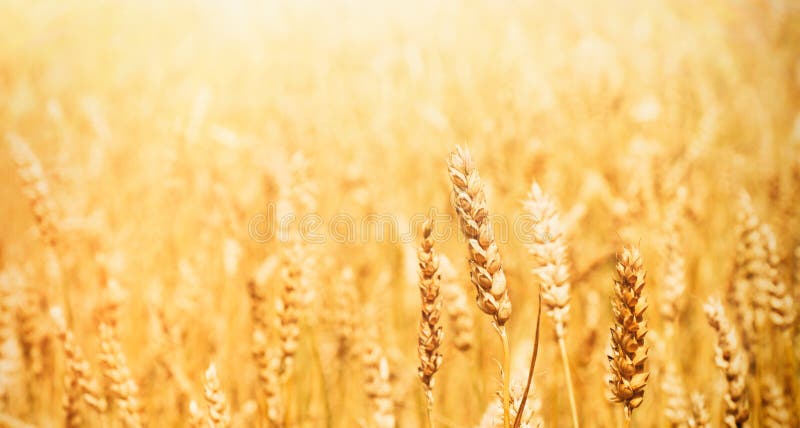 Golden Wheat Field Background in Sunlight Stock Photo - Image of field,  blur: 196995644