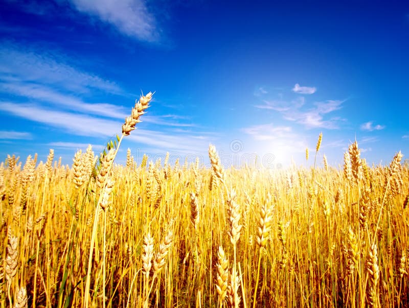 Dorato campo di grano con cielo azzurro sullo sfondo.