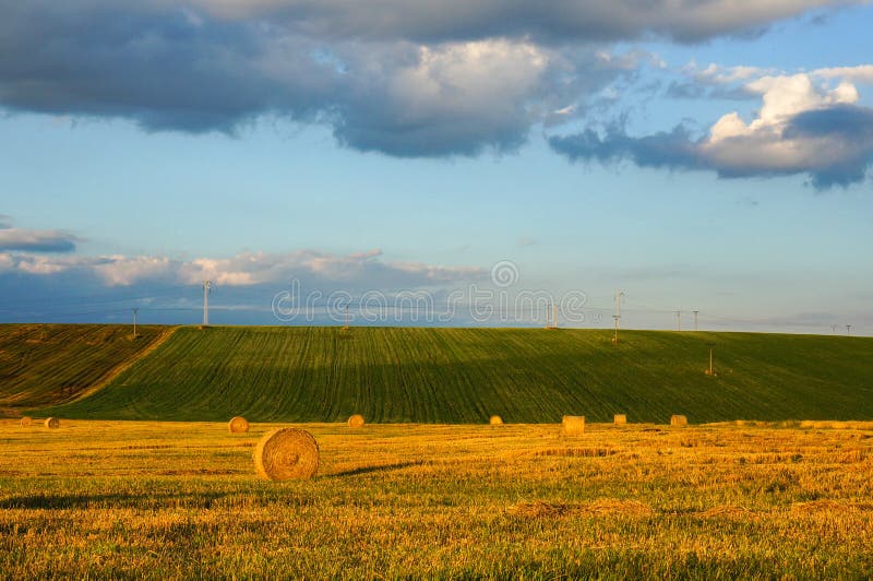 Golden wheat field royalty free stock image
