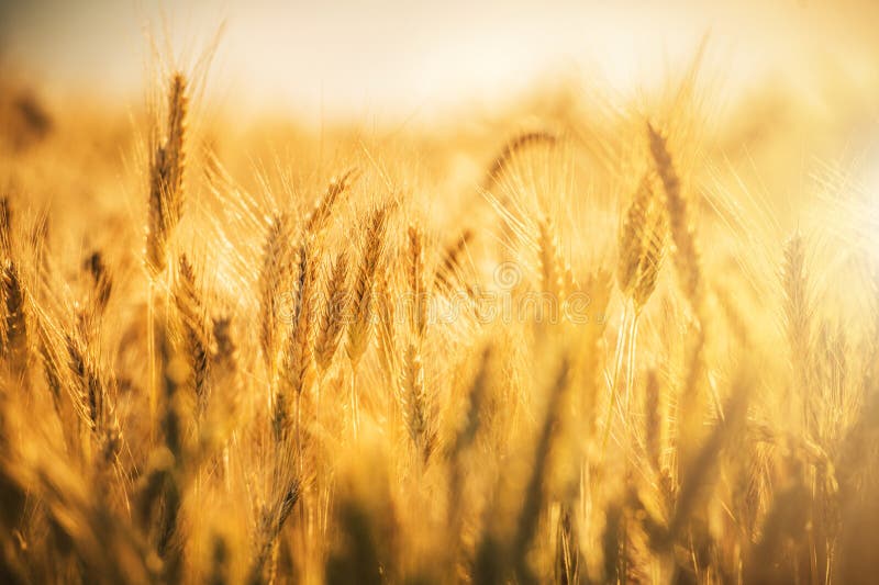 Golden Wheat Field Captures the Essence of Summer Harvest During Sunset Hours stock images