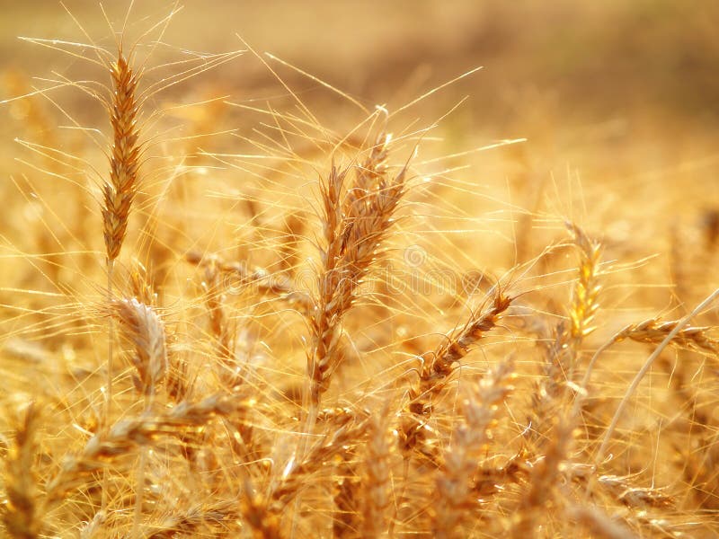 Golden wheat field close up royalty free stock photo