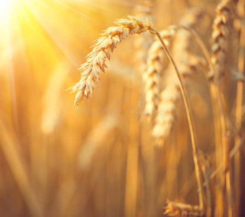 Golden wheat field. Ears of wheat closeup stock image Golden wheat field. Ears of wheat closeup stock image