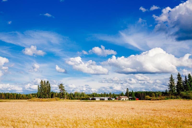 Golden wheat field and farm in rural country Finland