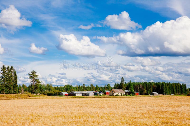 Golden wheat field and farm in rural country Finland