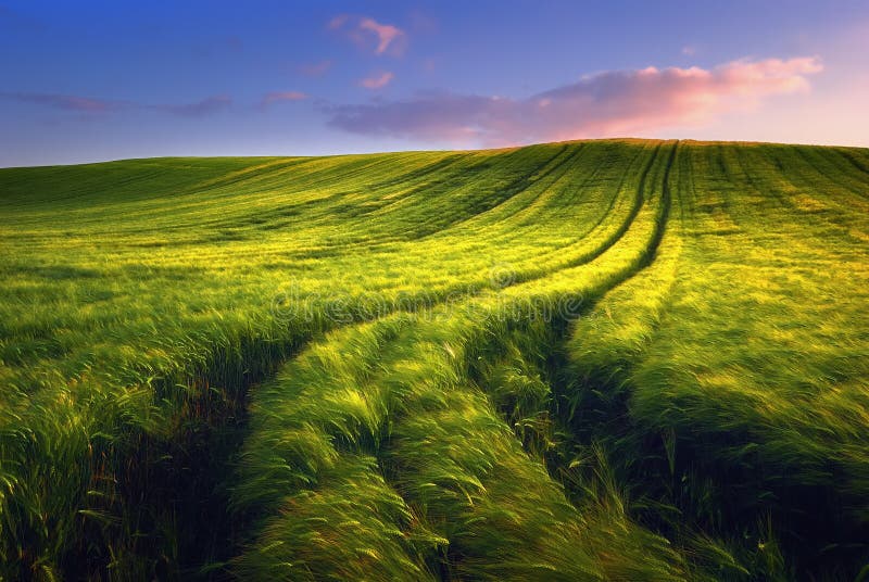 Golden wheat field with path in the sunset time