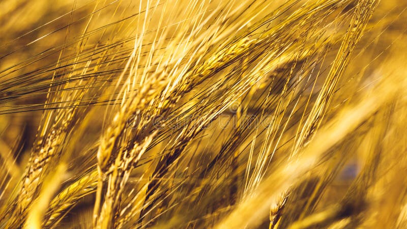 Golden Wheat Field