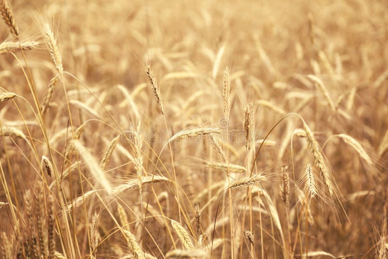Golden wheat field in sunny day royalty free stock photography Golden wheat field in sunny day royalty free stock photography