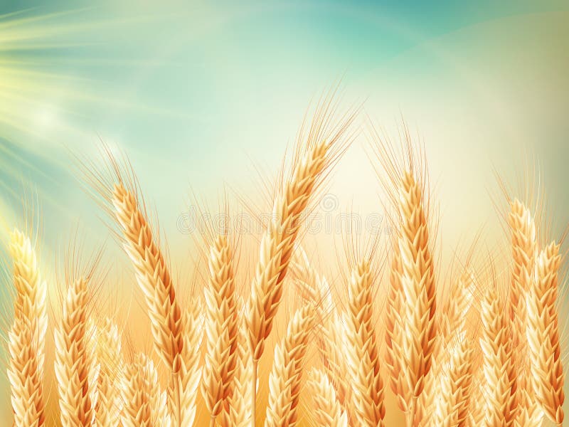 Golden wheat field and sunny day. EPS 10