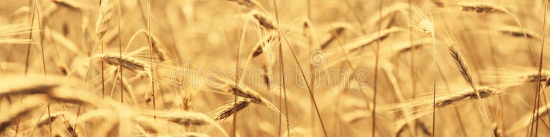 Golden wheat field