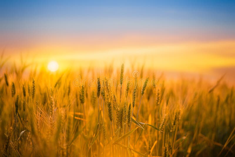 Golden Wheat Field with Sunset Background Stock Image - Image of outdoor,  cereal: 175759919