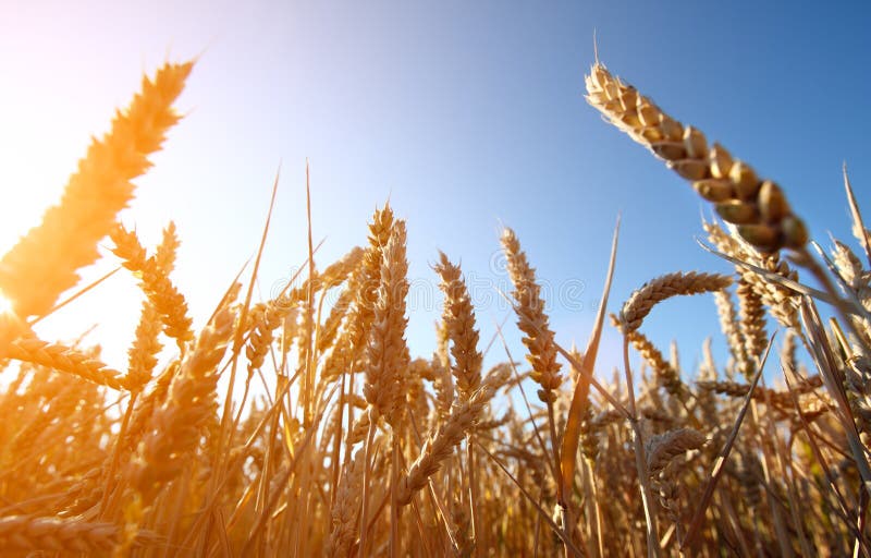 Golden wheat field and sunset stock image