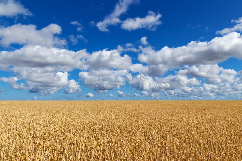 Golden wheat field under blue sky stock images