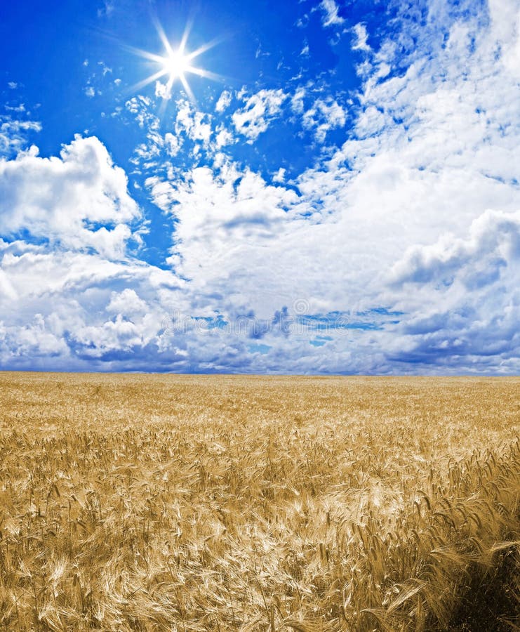 1,588 Golden Wheat Field Under Blue Sky Sun Stock Photos - Free ...