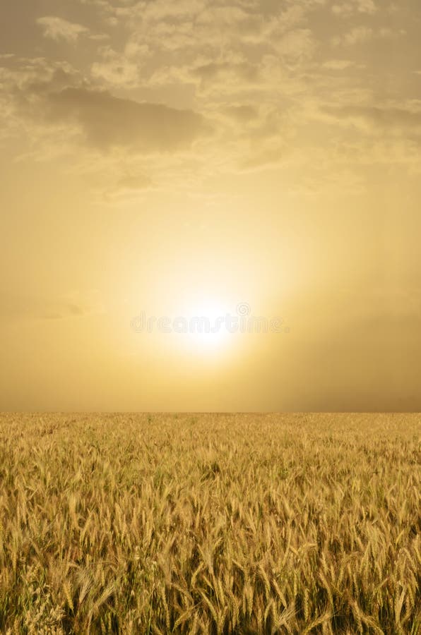 Golden Wheat Field royalty free stock images