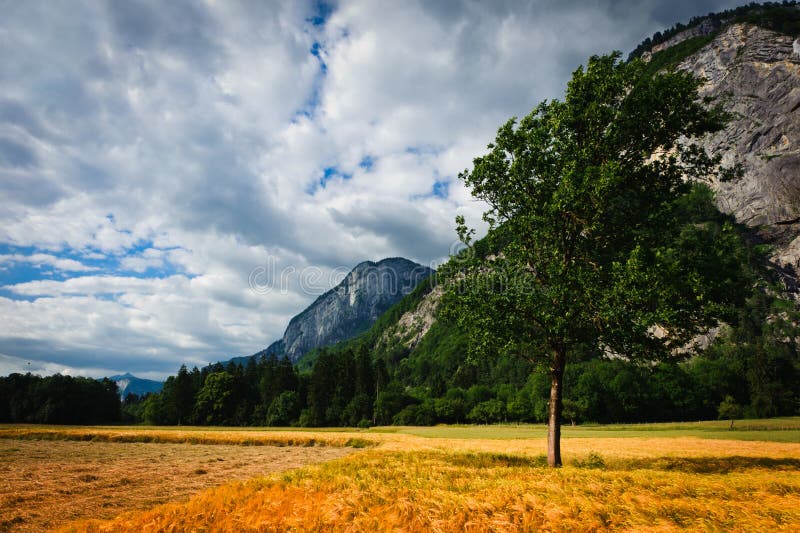 Golden wheat field under mountains