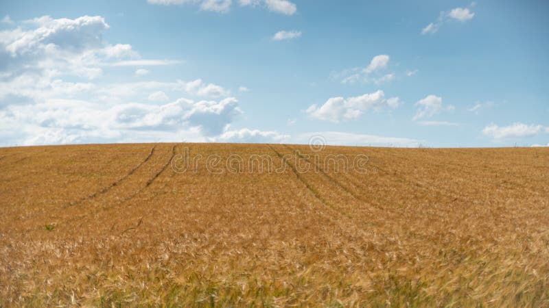 Golden wheat fields, on a beautiful spring day with blue sky and cottony clouds