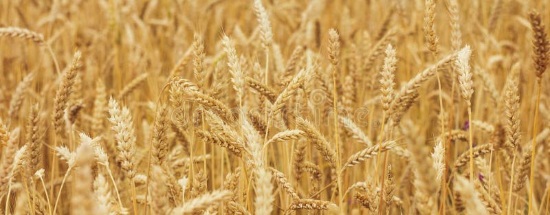 Golden wheat poster royalty free stock photos