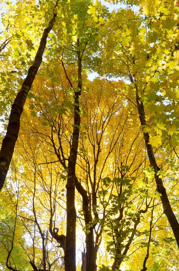Yellow Forest Canopy stock image. Image of tourism, trees - 661229