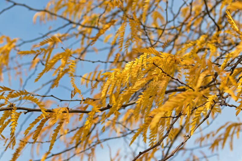 Golden yellow Autumn leaves of Moraine Honeylocust tree against