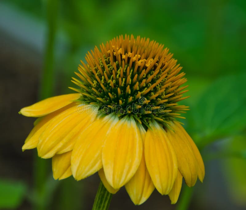 Golden Yellow Cone Flower in Spring Stock Photo Image of blossom