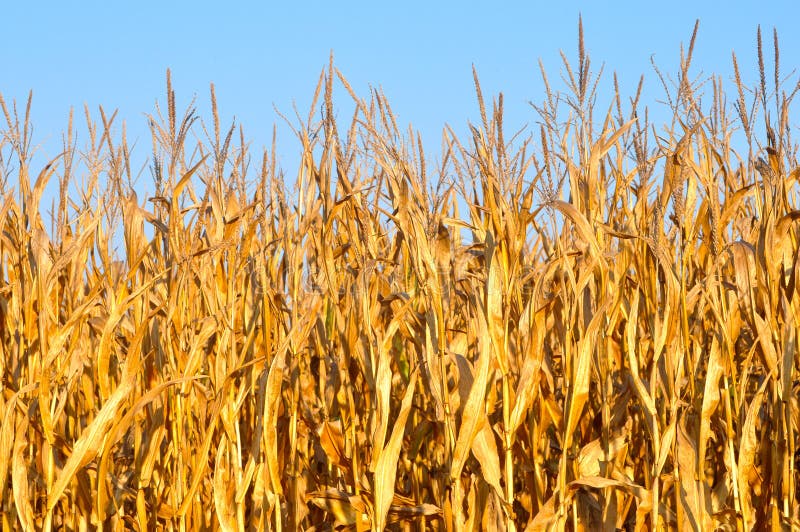 Golden yellow corn stalks stock image. Image of west 21751409