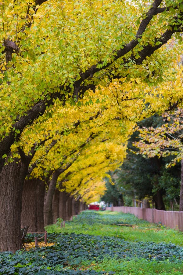 852 Tachikawa Park Stock Photos - Free & Royalty-Free Stock Photos from  Dreamstime