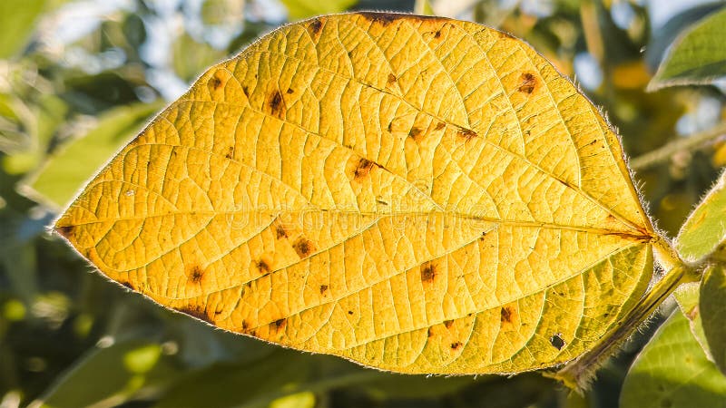 Golden yellow leaf of soybean plant. Close-up view showing leaf detail and texture.