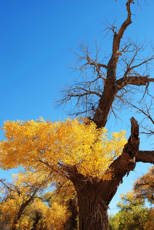 Golden yellow Poplar tree and blue color sky