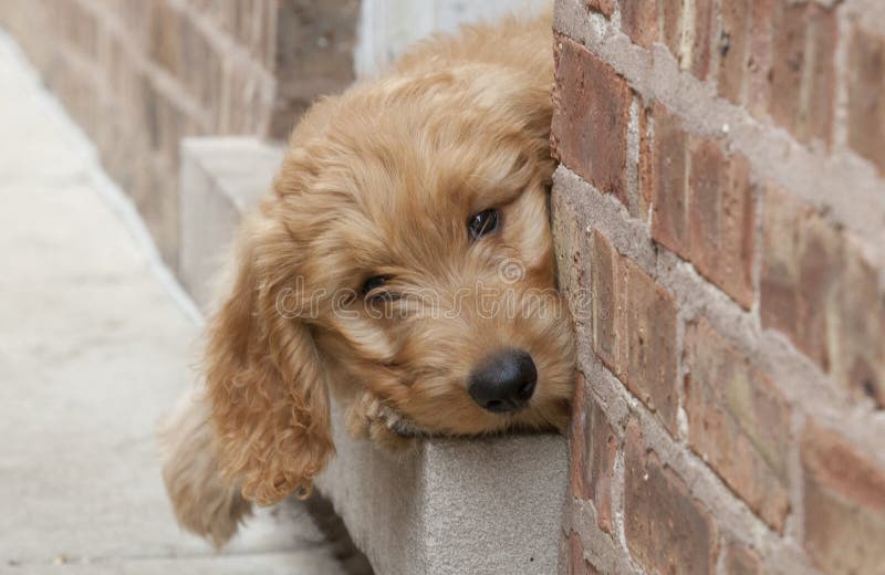 An adorable eleven week old Goldendoodle with bright eyes peeks out from a doorway in a brick wall. An adorable eleven week old Goldendoodle with bright eyes peeks out from a doorway in a brick wall