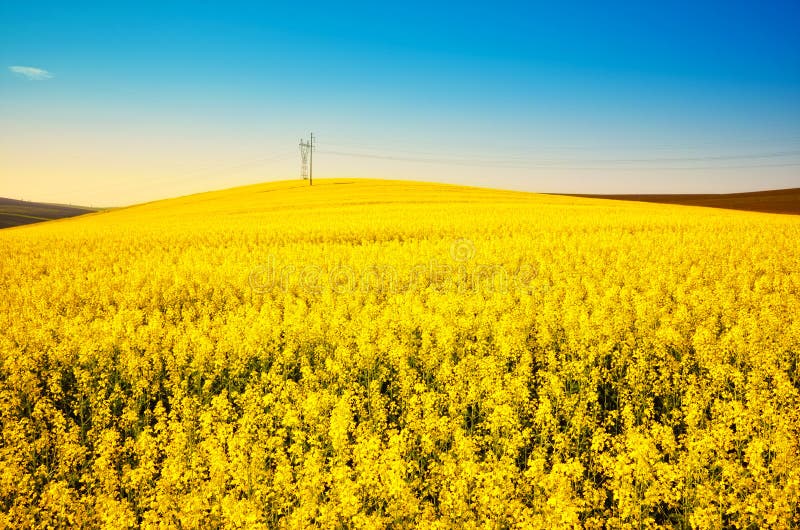 Goldene Canolaweidelandschaft stockfoto Goldene Canolaweidelandschaft stockfoto