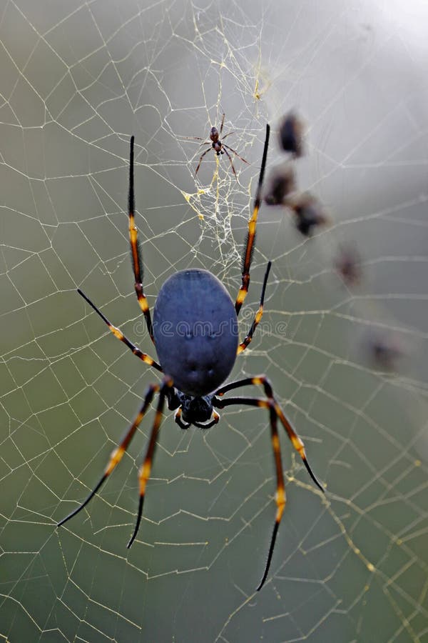Goldene Kugelspinne lizenzfreies stockfoto Goldene Kugelspinne lizenzfreies stockfoto