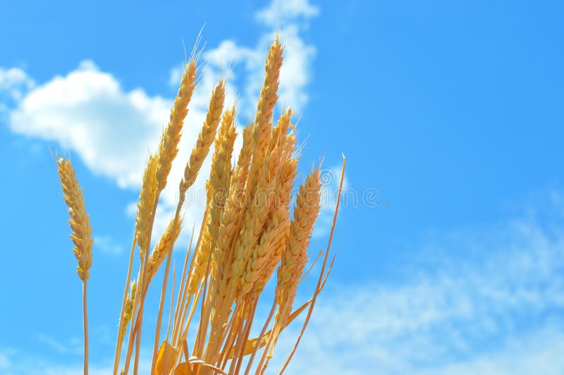 Goldene Ohren des Weizens gegen blauen Himmel lizenzfreies stockbild Goldene Ohren des Weizens gegen blauen Himmel lizenzfreies stockbild