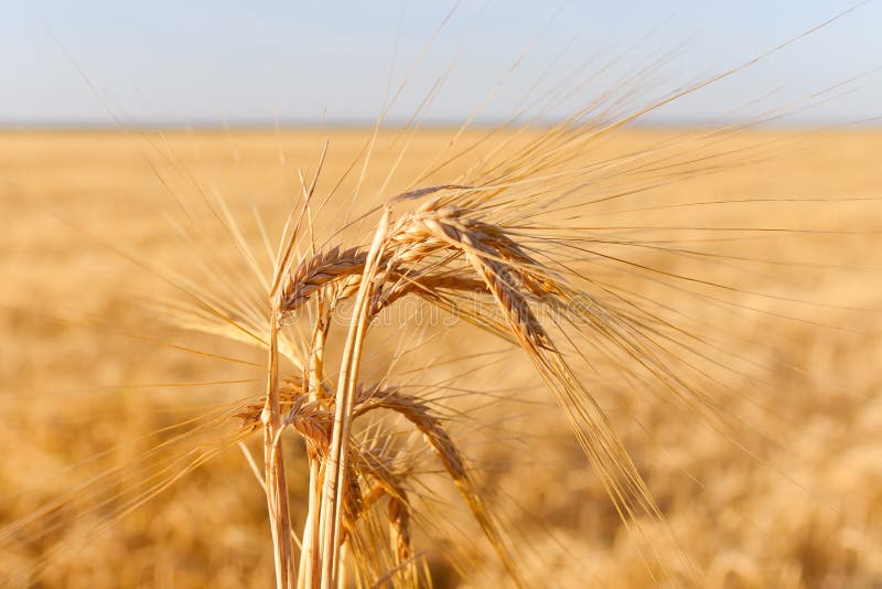 Goldene Ohren von Weizen gegen den blauen Himmel, Wolken und Feld auf Weichfokus Hintergrund, Closeup, Landwirtschaft, Sonnenunte lizenzfreies stockfoto Goldene Ohren von Weizen gegen den blauen Himmel, Wolken und Feld auf Weichfokus Hintergrund, Closeup, Landwirtschaft, Sonnenunte lizenzfreies stockfoto
