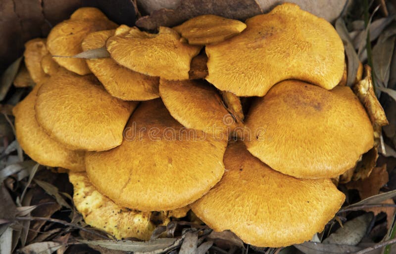 Goldene Pilze mit Details und Texturen während der Herbstsaison am mornington Stausee stockfotos Goldene Pilze mit Details und Texturen während der Herbstsaison am mornington Stausee stockfotos