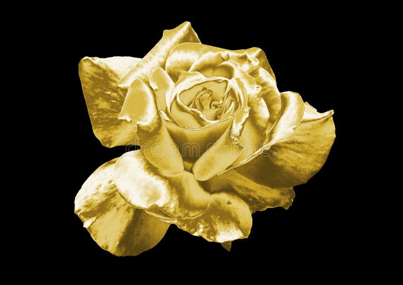 Goldene Rose stockfoto. Bild von nahaufnahme, blume, gold - 96018748