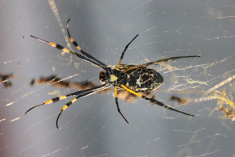 Goldene Seidenspinne stockbild. Bild von insekt, seide 32250663