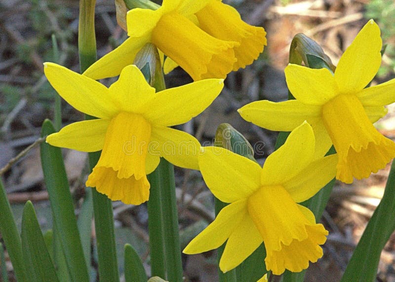 Goldene Trompeten von Narzissen-Blumen Herald In ein neuer Frühling lizenzfreie stockfotografie Goldene Trompeten von Narzissen-Blumen Herald In ein neuer Frühling lizenzfreie stockfotografie