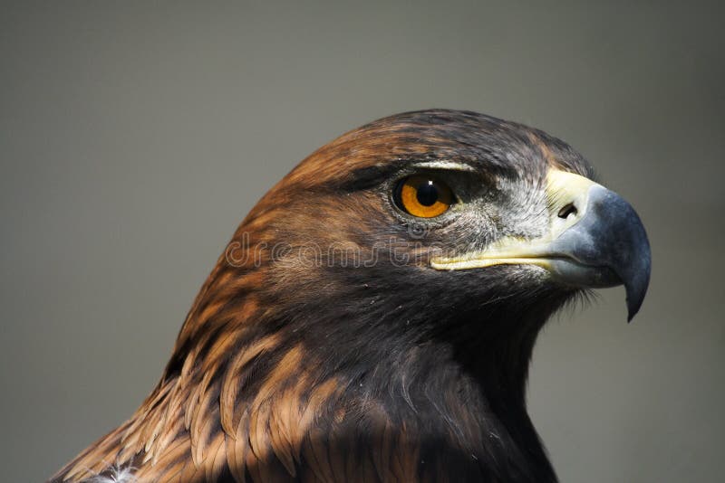 A golden eagle portrait,outdoors. A golden eagle portrait,outdoors