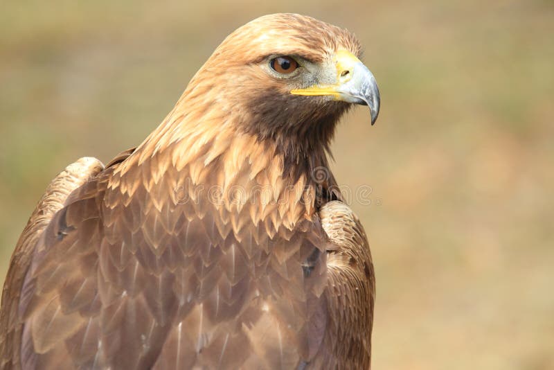 The upper body of golden eagle. The upper body of golden eagle.