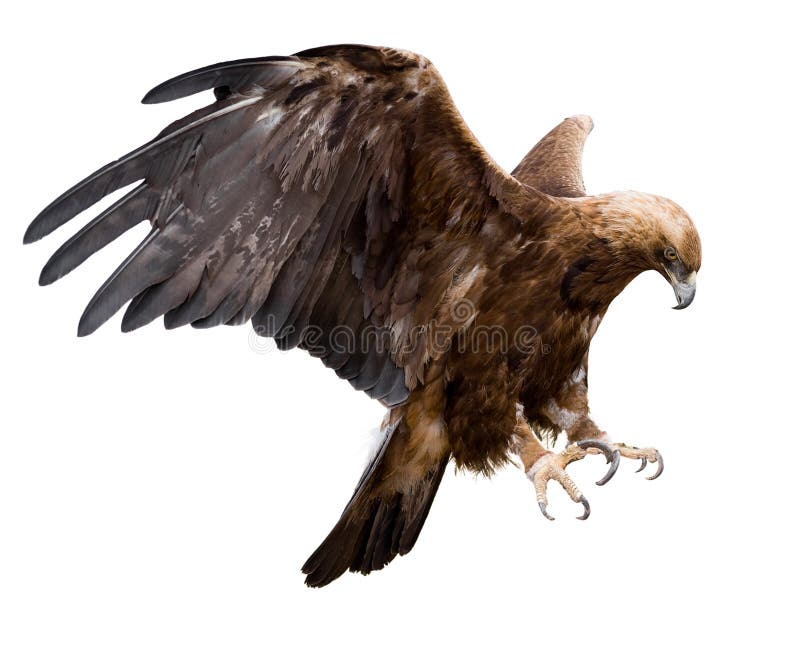 A golden eagle with spread wings, isolated. A golden eagle with spread wings, isolated