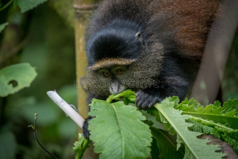 A golden monkey in in the wilderness of Volcanoes National Park in Rwanda. A golden monkey in in the wilderness of Volcanoes National Park in Rwanda