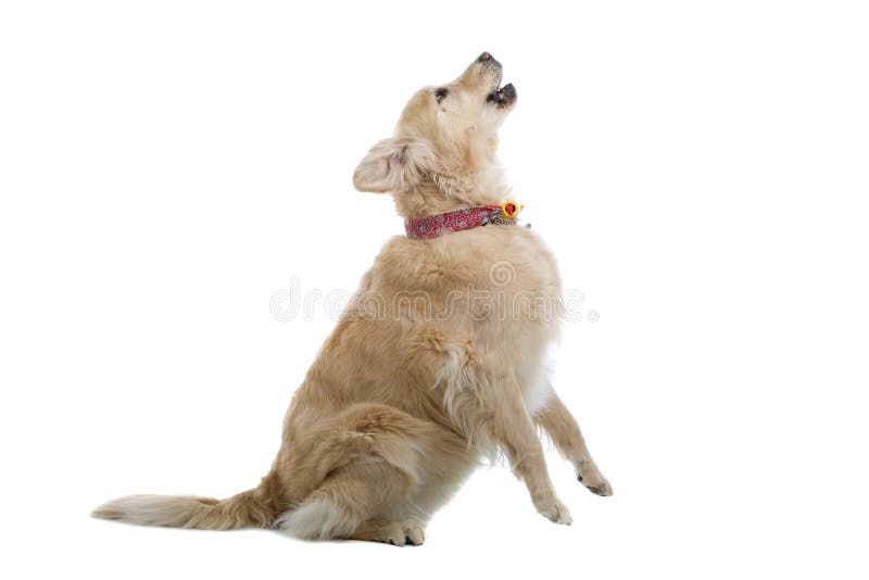 Goldener Heulender ApportierhundHund Stockfoto Bild von stimmung