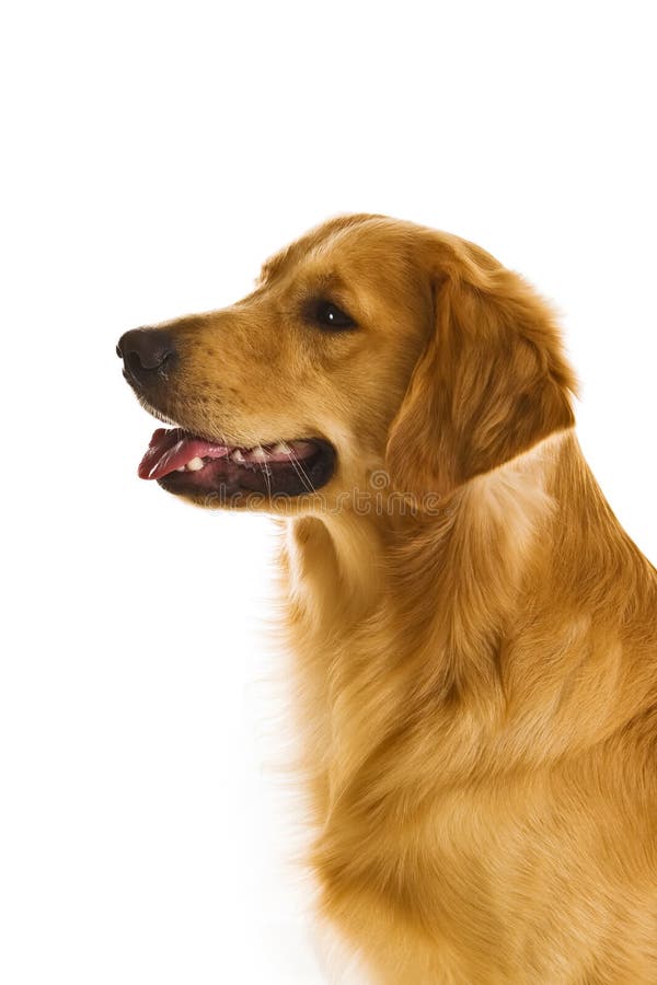 Goldener ApportierhundSerie (Canis Stockbild Bild von training