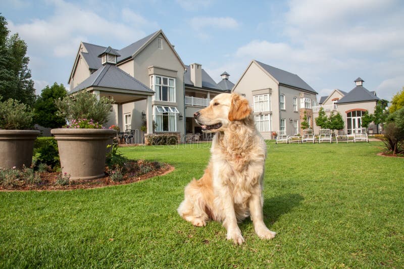 Goldener Apportierhund-Sitzen lizenzfreies stockfoto Goldener Apportierhund-Sitzen lizenzfreies stockfoto