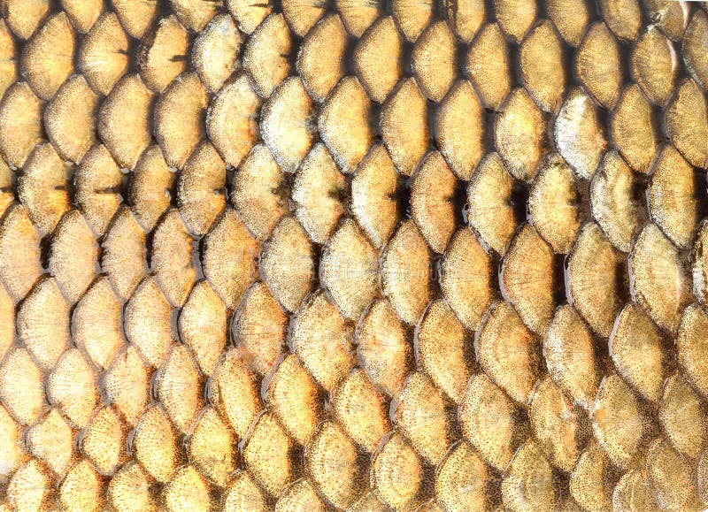 Goldener Fischschuppehintergrund lizenzfreies stockbild Goldener Fischschuppehintergrund lizenzfreies stockbild