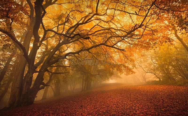 Goldener Herbstsaisonwald stockfoto