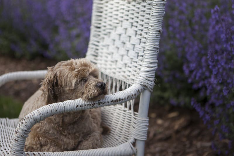 Goldener Hund Auf Geflochtenem Stuhl Und Purpurrotem Lavendel Stockfoto